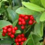 Skimmia – Japanese Female – #1 Container